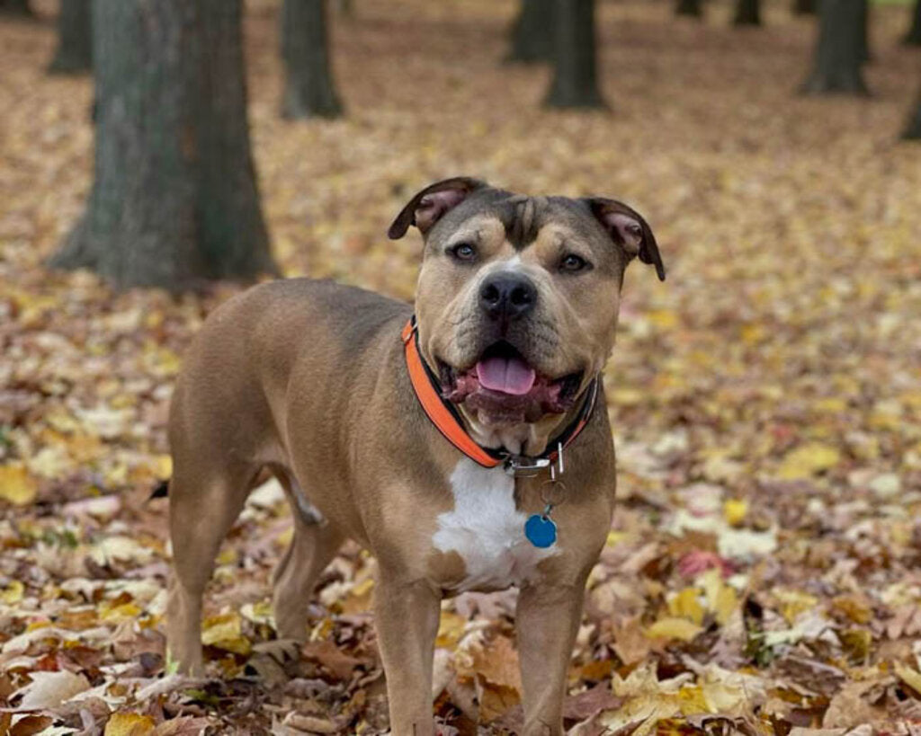 FattyWidth Collar Reflective