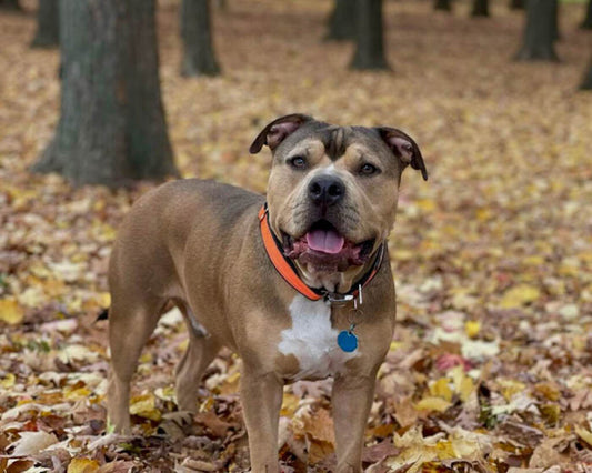 FattyWidth Collar Reflective